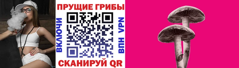 продажа наркотиков  Черноголовка  Псилоцибиновые грибы прущие грибы 
